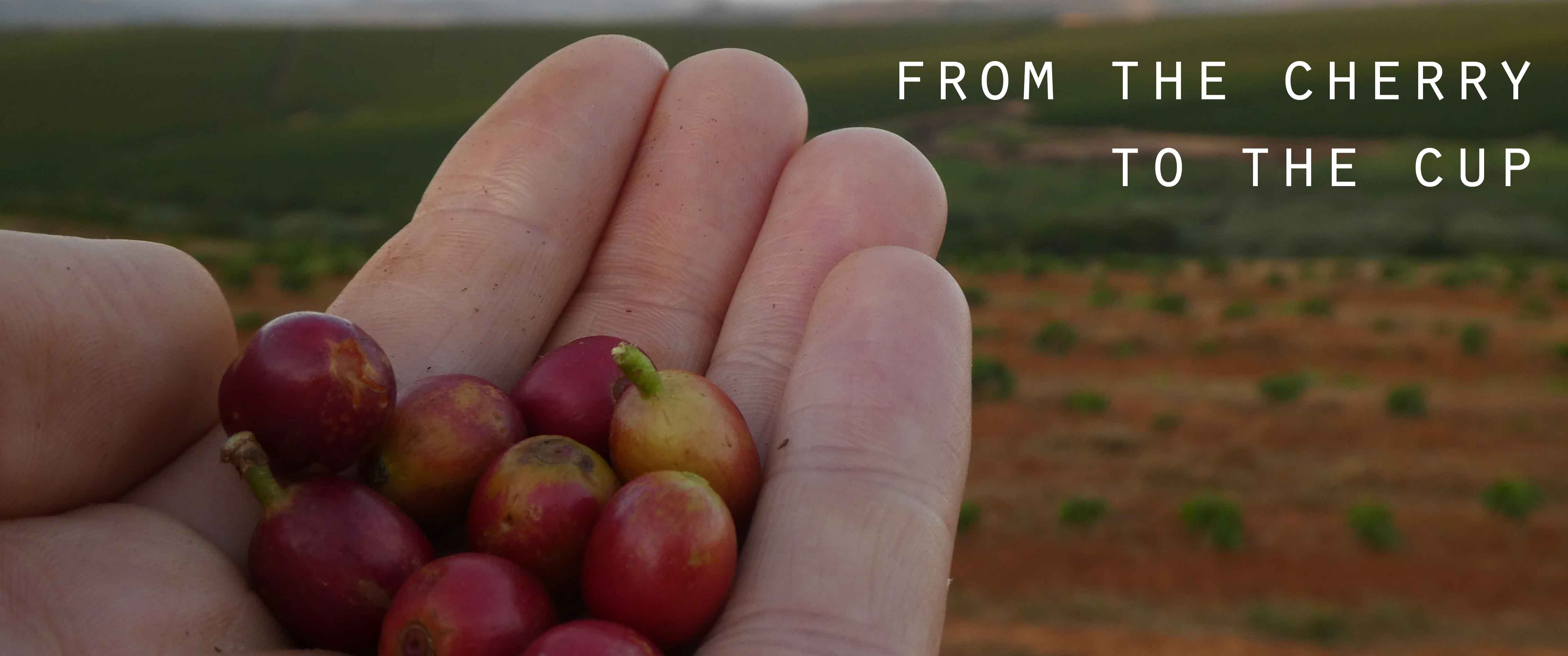 Coffee Cherries picked at a farm