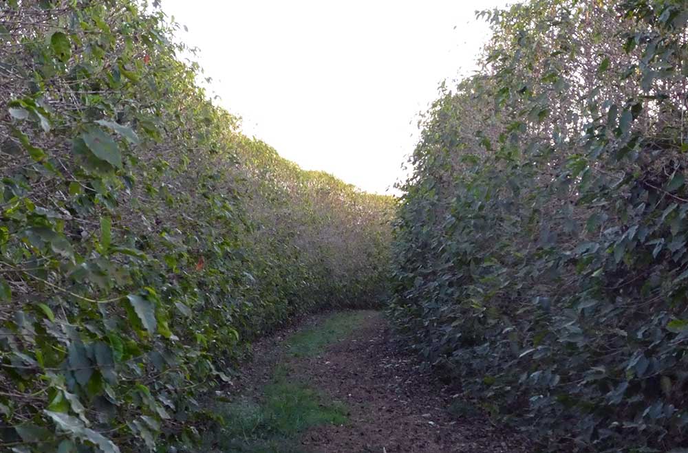 Coffee trees at the farm